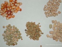 Variedades de granos locales